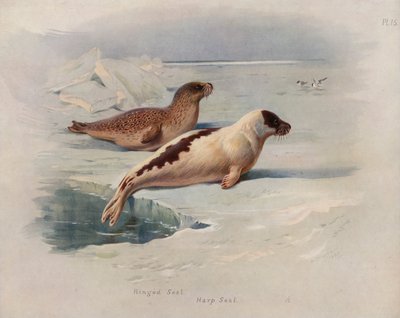 Ringelrobbe, Sattelrobbe von Archibald Thorburn