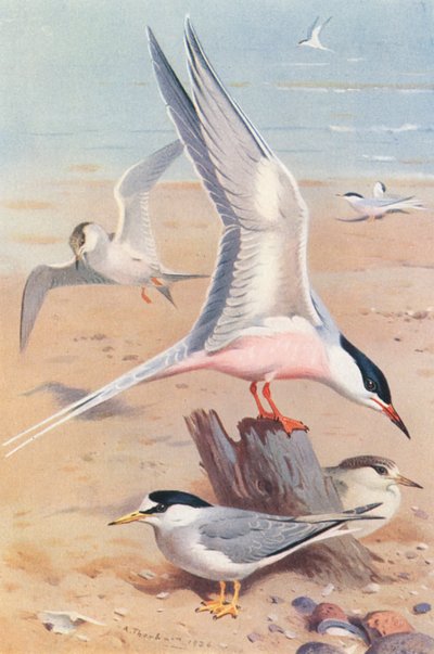 Rosenseeschwalbe (Erwachsener und Jungtier), Zwergseeschwalbe (Erwachsener und Jungtier) von Archibald Thorburn