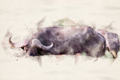 Afrikanischer Büffel Aquarell von Arno Du Toit