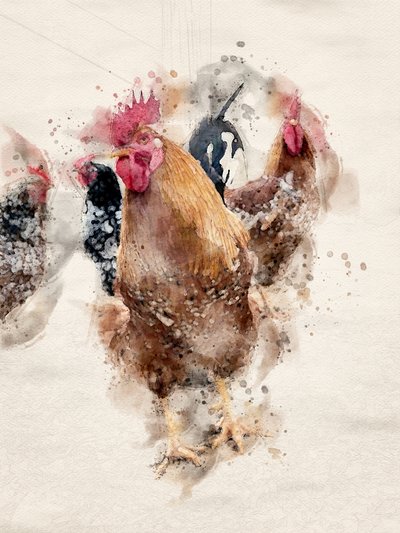 Aquarell Bauernhof Hähne von Arno Du Toit