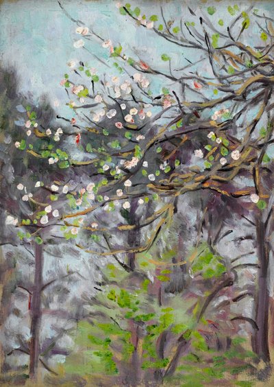 Kirschbaum in Blüte mit Kiefern im Hintergrund von Arthur Haythorne Studd