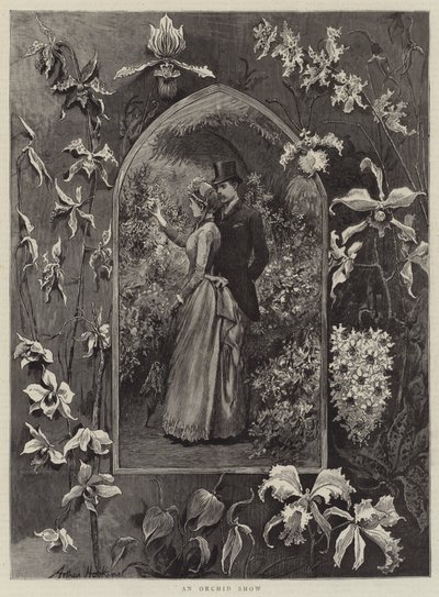 Eine Orchideenschau von Arthur Hopkins