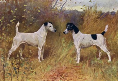 Rivalisierende Schönheiten, Champion Donna Fortuna und Champion Duchess of Durham von Arthur Wardle