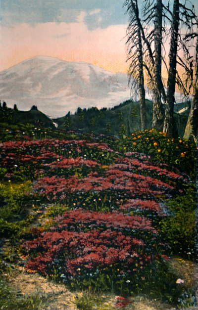 Lila Heidekraut im Mount Rainier Nationalpark, um 1916 von Asahel Curtis