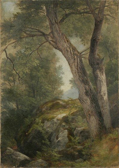 Butternussbaum in Hague, Lake George, NY, 1862 von Asher Brown Durand