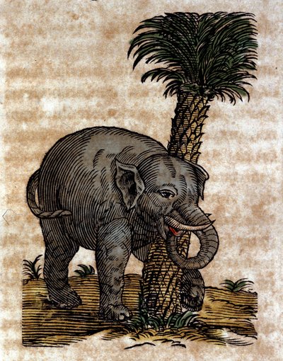 Ein Elefant reibt sich an einem Palmenstamm. Gravur aus einem Werk von Athanasius Kircher, Jesuit, Orientalist und Gelehrter. von Athanasius Kircher
