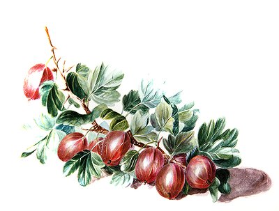Stachelbeeren von Augusta Innes Withers