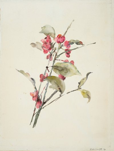 Rosa Blumen von Barbara Leigh Smith Bodichon