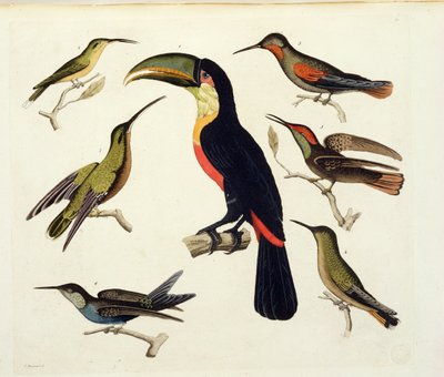 Einheimische Vögel, darunter der Tukan (Mitte), Amazonas, Brasilien, aus 