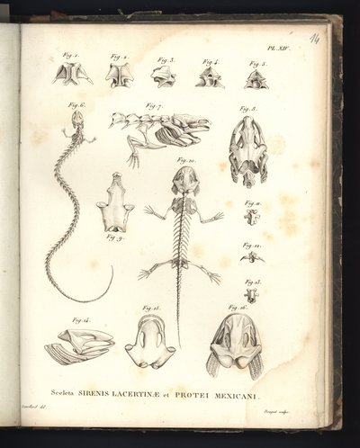 Sceleta Strenis Lacertinae et Protei Mexicani, Tafel XIV, Osteologie der Sirenomelie und Axolotl von Baron Friedrich Alexander von Humboldt