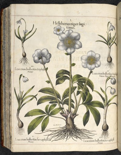 Helleborus niger, Illustration aus 