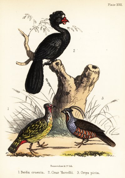 Blutfasan, Wattelhokko und Bergwachtel. 1855 (Lithografie) von Bauerrichter
