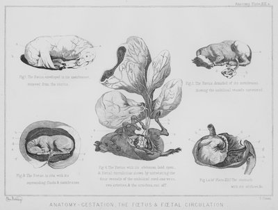 Anatomie, Schwangerschaft, der Fötus und der fetale Kreislauf von Benjamin Herring