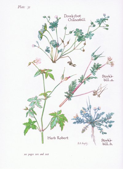 Storchschnabel, Taubenkropf, Storchschnabel, Ruprechtskraut von Bessie D. Inglis