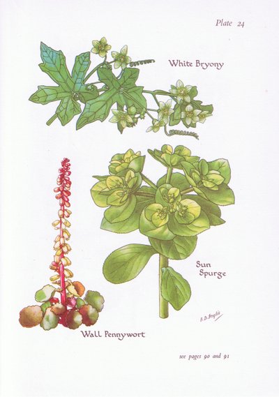 Weiße Zaunrübe, Wolfsmilch, Mauerpfeffer von Bessie D. Inglis