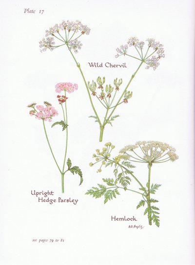 Wilde Möhre, Schierling, Aufrechte Hecken-Kälberkropf von Bessie D. Inglis