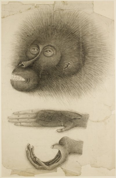 Der Kopf und die Hände eines Orang-Utans, ca. 1818-30 von British School