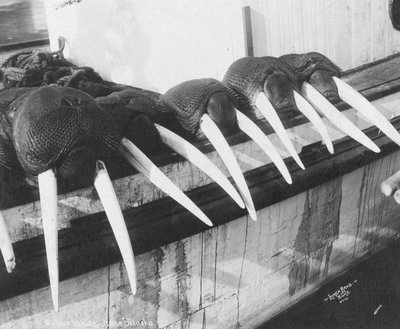 Walross-Stoßzähne, Nome, Alaska, ca. 1931 von Brothers Lomen