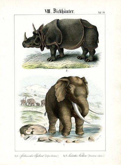 Afrikanischer Elefant und Indisches Nashorn von C. Roth