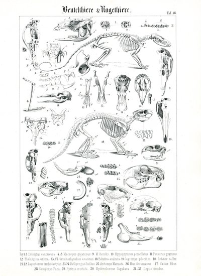 Anatomische Illustration von Beuteltieren und Nagetieren von C. Roth