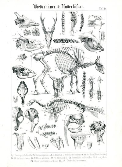 Anatomische Illustration von Wiederkäuern und Robben von C. Roth