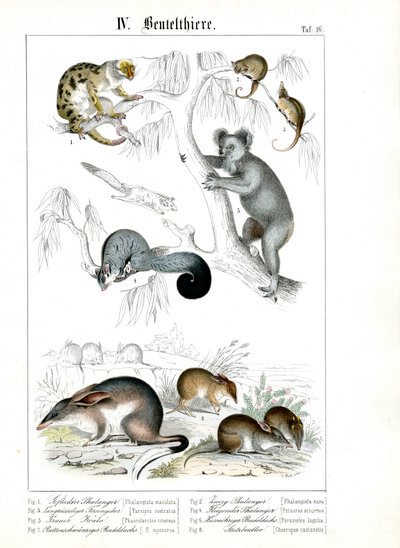 Australische Beuteltiere in ihrem natürlichen Lebensraum von C. Roth