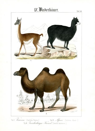 Kameliden aus Südamerika und Asien von C. Roth