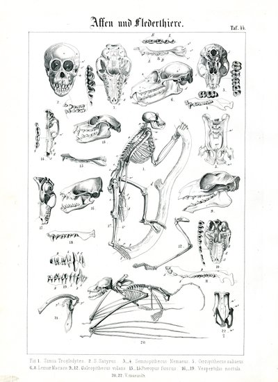 Vergleichende Anatomie von Primaten und Fledermäusen von C. Roth