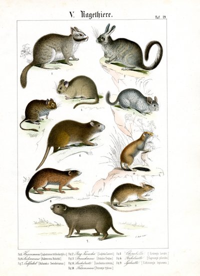Nagetiere von verschiedenen Kontinenten von C. Roth