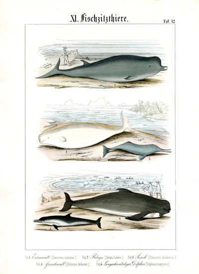Wale und Delfine in ihren Meereslebensräumen von C. Roth