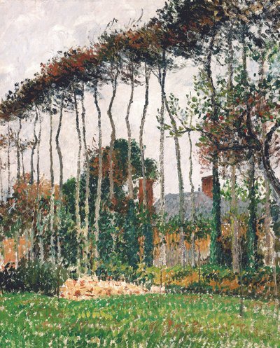 Die großen Rotbuchen in Varengeville von Camille Pissarro