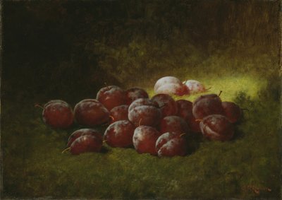 Lila Pflaumen von Carducius Plantagenet Ream