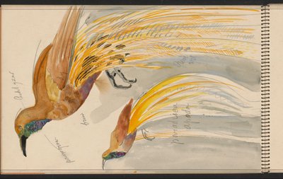 Großer Paradiesvogel von Carel Adolph Lion Cachet