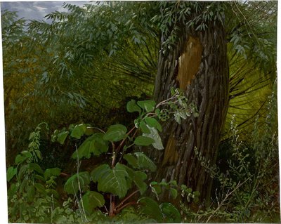 Weidenstamm mit Unterholz von Carl Gustav Carus