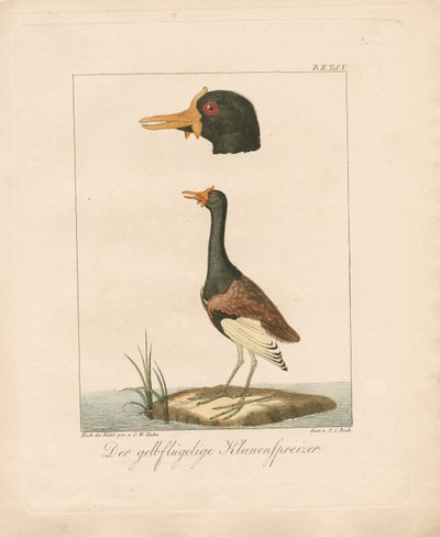 Der Gelbflügel-Jacana von Carl Wilhelm Hahn