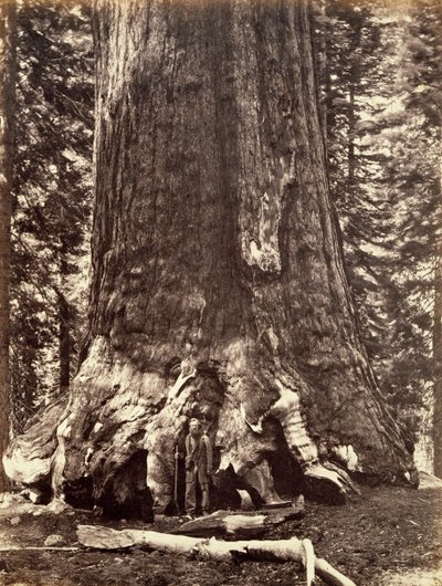 Basis des Grizzly Giant, Riesenmammutbaum, Yosemite, Kalifornien, 1868 von Carleton Emmons Watkins