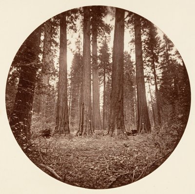 James King of William. Keyston State etc. Calaveras Grove, ca. 1878 von Carleton Emmons Watkins