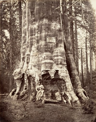 Mutter des Waldes, 1865-66, gedruckt ca. 1876 von Carleton Emmons Watkins