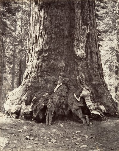 Abschnitt des Grizzly Giant, 101 Fuß Umfang von Carleton Emmons Watkins