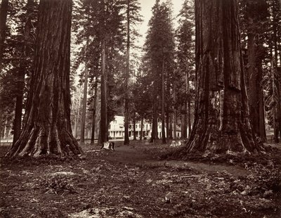 Das Hotel von Mammoth Grove von Carleton Emmons Watkins