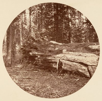 Die Hütte der Bergleute - Calaveras Grove von Carleton Emmons Watkins