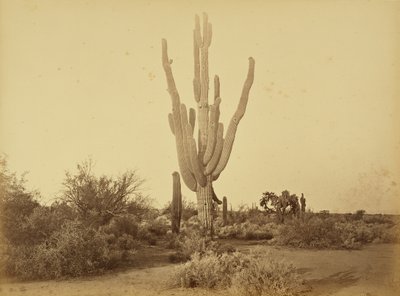 [Cereus Gigantus, S.P.R.R., Arizona.] von Carleton Watkins
