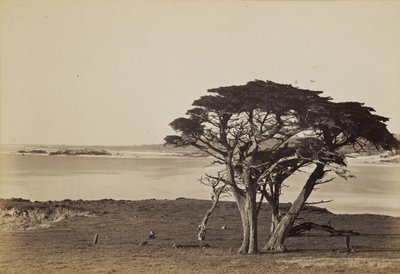 [Küstenansicht in der Nähe von Monterey] von Carleton Watkins