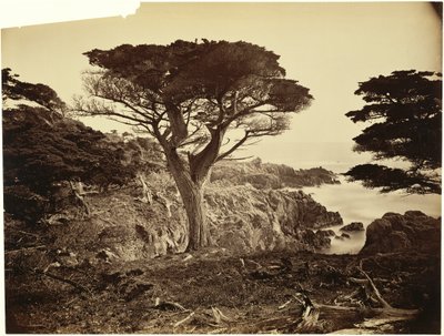 Cypress Point, Monterey von Carleton Watkins