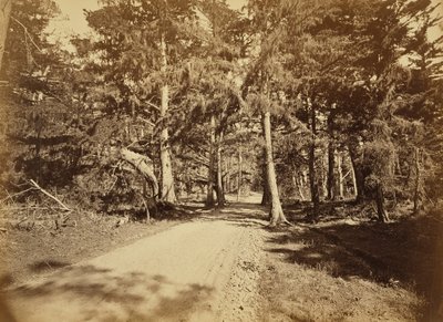 Monterey, Kalifornien. Moss Avenue, 18 Mile Drive. von Carleton Watkins