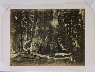 Teil des Stammes des "Grizzly Giant" mit Clark - Mariposa Grove - 33 Fuß Durchmesser von Carleton Watkins