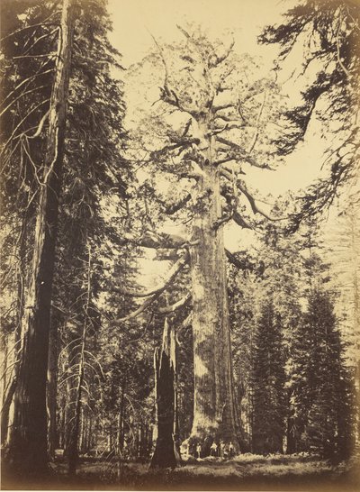 Sequoia Gigantea - "Grizzly Giant" - Mariposa Grove von Carleton Watkins