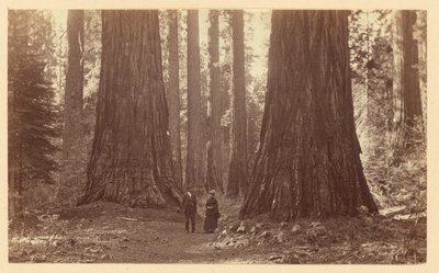 [Die drei Grazien Calaveras Grove] von Carleton Watkins