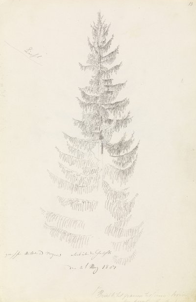 Fichte von Caspar David Friedrich