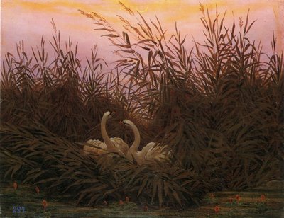 Schwäne im Schilf beim ersten Morgenrot von Caspar David Friedrich